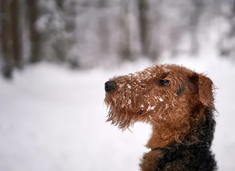 Airedale terrier w zimowej scenerii w zbliżeniu