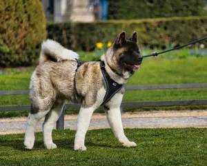 Akita amerykańska na smyczy podczas spaceru w parku