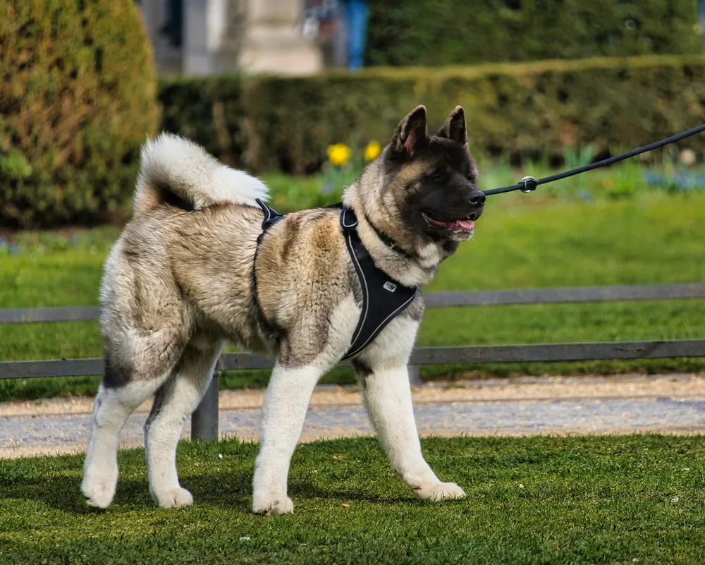 Akita amerykańska na smyczy podczas spaceru w parku