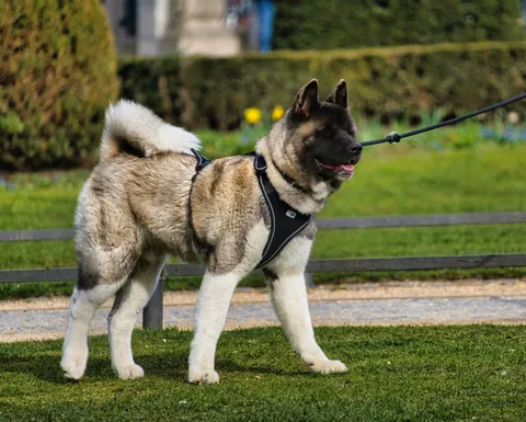 Akita amerykańska na smyczy podczas spaceru w parku