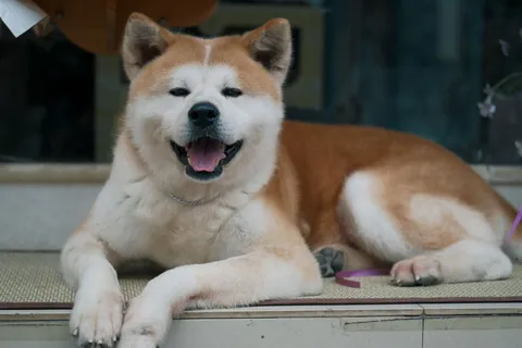 Akita odpoczywająca na progu domu