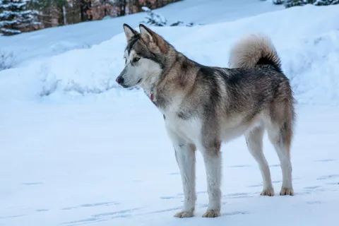 Alaskan malamute stojący w śnieżnym krajobrazie