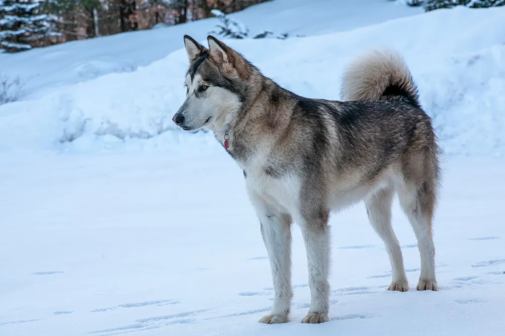 Alaskan malamute stojący w śnieżnym krajobrazie