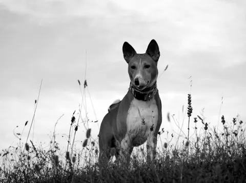 Basenji stojący w wysokiej trawie, zdjęcie czarno-białe