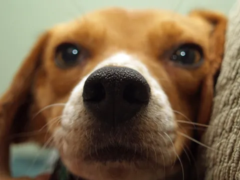 Zbliżenie nosa beagle w ciekawskiej pozie