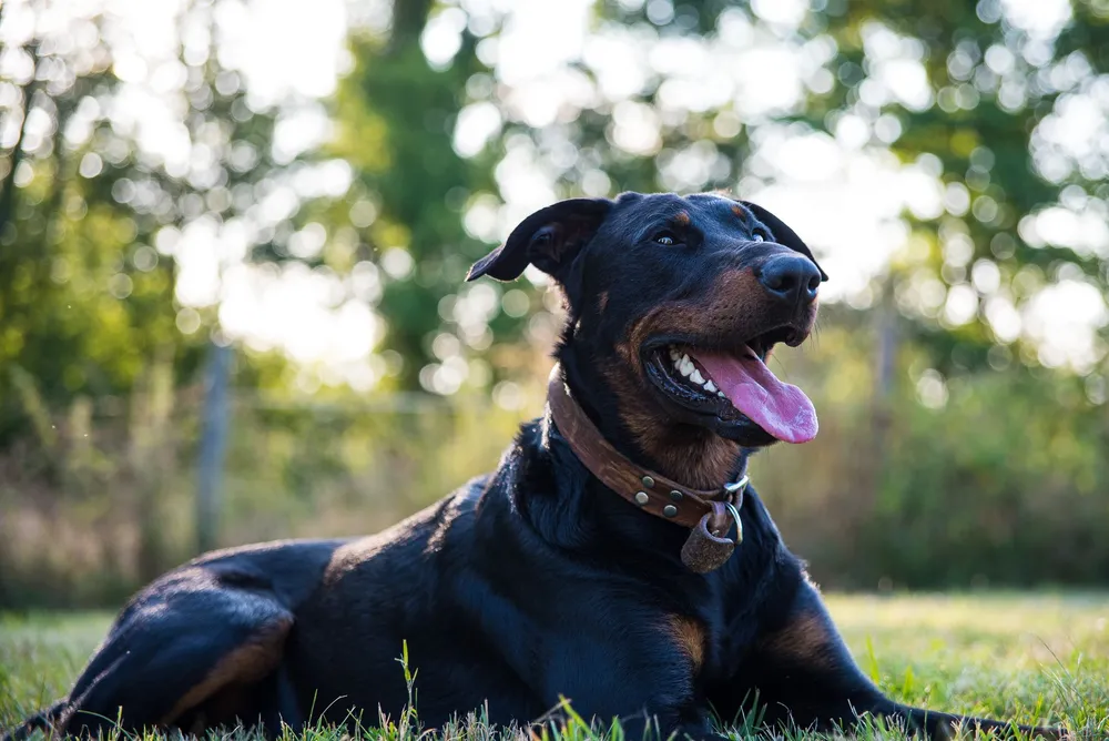 Beauceron o czarnym umaszczeniu z podpalaniem w słonecznym parku