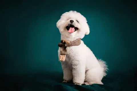 Bichon frise w apaszce, pozujący w studiu na zielonym tle