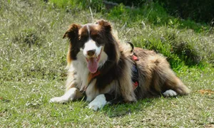 Border collie odpoczywający na słonecznej łące