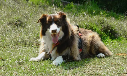 Border collie odpoczywający na słonecznej łące