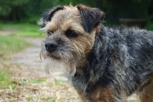 Border terrier stojący czujnie w zielonym ogrodzie