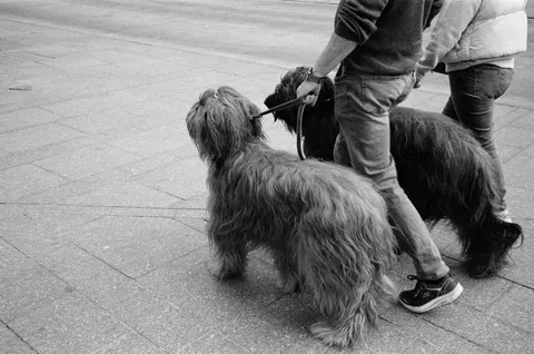 Briard o długiej sierści na ulicy, zdjęcie czarno-białe