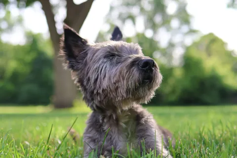 Cairn terrier na spacerze w zielonym parku