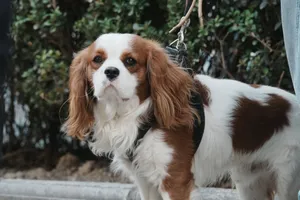 Cavalier King Charles spaniel na smyczy stojący wśród zieleni
