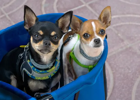 Dwa chihuahua siedzące w niebieskim koszyku na dworze