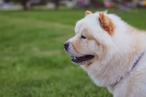 Puszysty chow chow w parku w słoneczny dzień