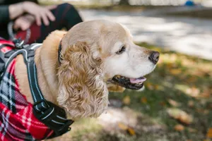 Złoty cocker spaniel amerykański w kraciastym ubranku, ujęcie z profilu