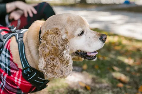 Złoty cocker spaniel amerykański w kraciastym ubranku, ujęcie z profilu