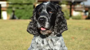 Cocker spaniel angielski w portrecie na słonecznym spacerze