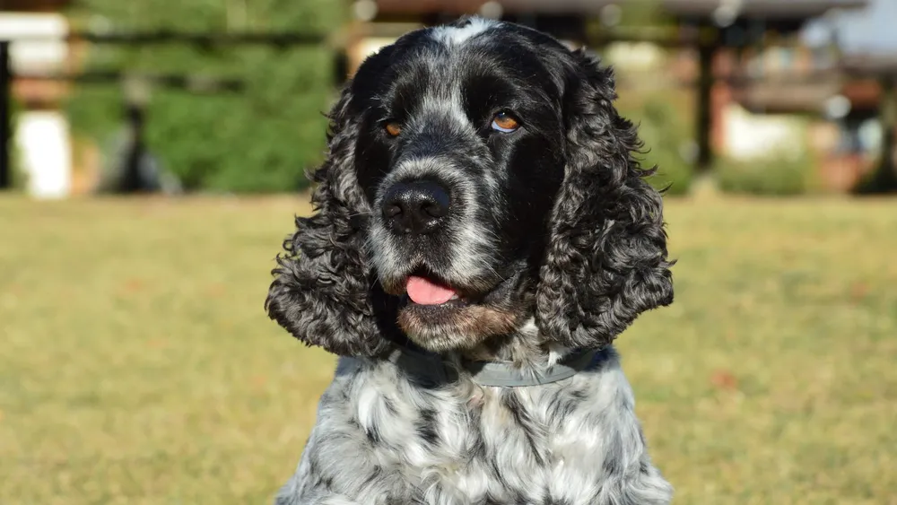 Cocker spaniel angielski w portrecie na słonecznym spacerze