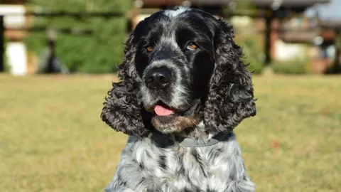 Cocker spaniel angielski w portrecie na słonecznym spacerze