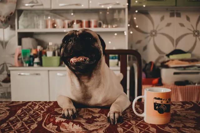 Mops siedzący przy stole
