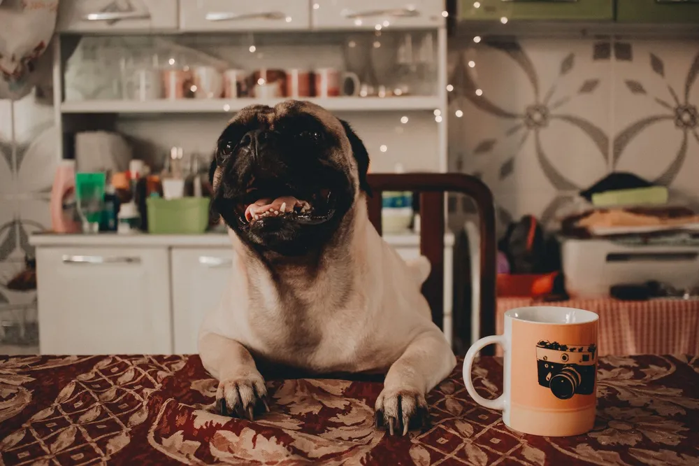 Mops siedzący przy stole