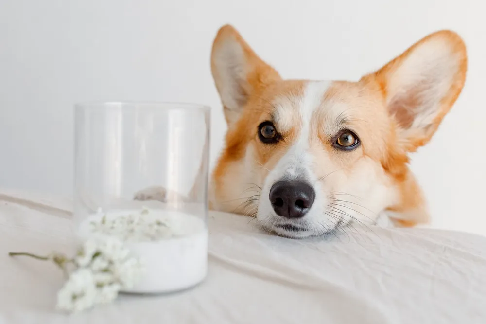 Corgi leżący obok szklanki mleka postawionej na stole