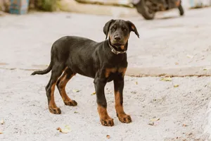 Młody doberman stojący na piaszczystym podłożu