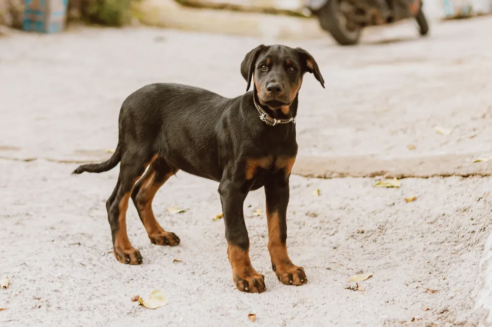 Młody doberman stojący na piaszczystym podłożu