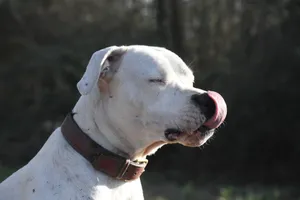 Profil białego doga argentyńskiego w skórzanej obroży