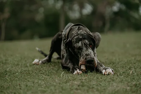 Dog niemiecki leżący na trawie z figlarnym wyrazem pyska
