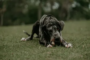 Dog niemiecki leżący na trawie z figlarnym wyrazem pyska