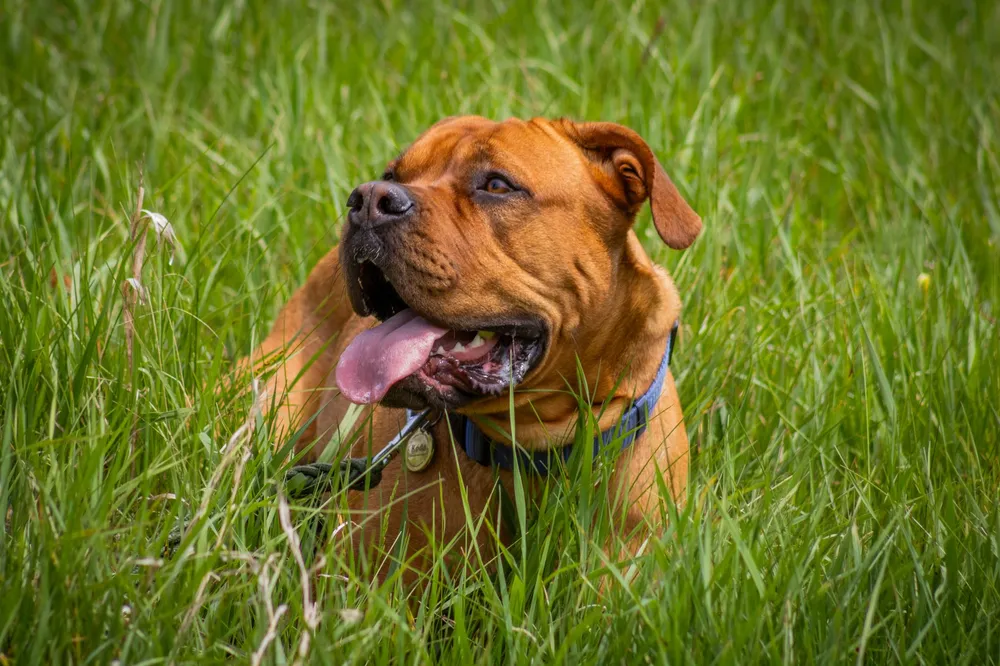 Dog z Bordeaux odpoczywający na trawie z wywieszonym językiem