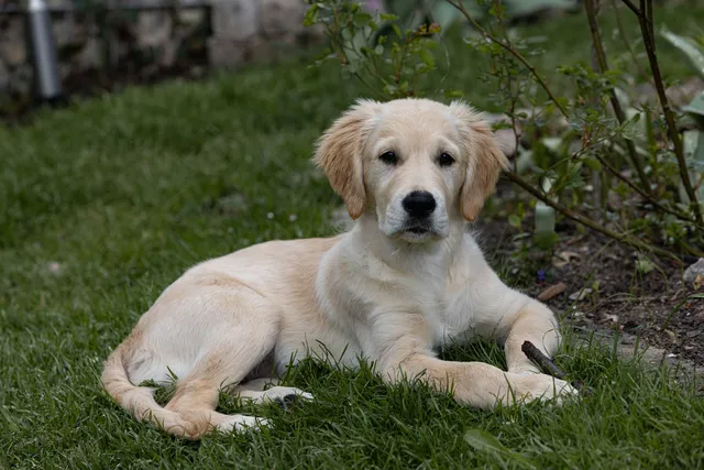 Szczeniak golden retrievera leżący na trawie w ogrodzie