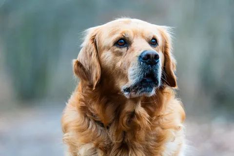 Golden retriever w zbliżeniu, patrzący uważnie przed siebie na dworze