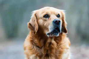 Golden retriever w zbliżeniu, patrzący uważnie przed siebie na dworze