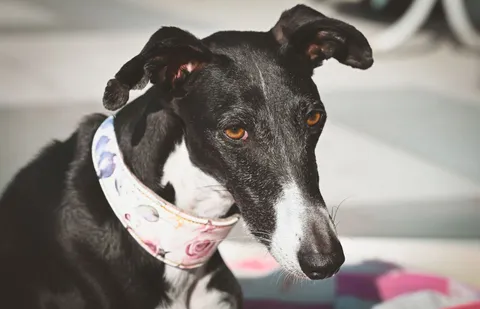 Czarno-biały greyhound w kwiecistej obroży wygrzewający się w słońcu