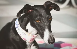 Czarno-biały greyhound w kwiecistej obroży wygrzewający się w słońcu