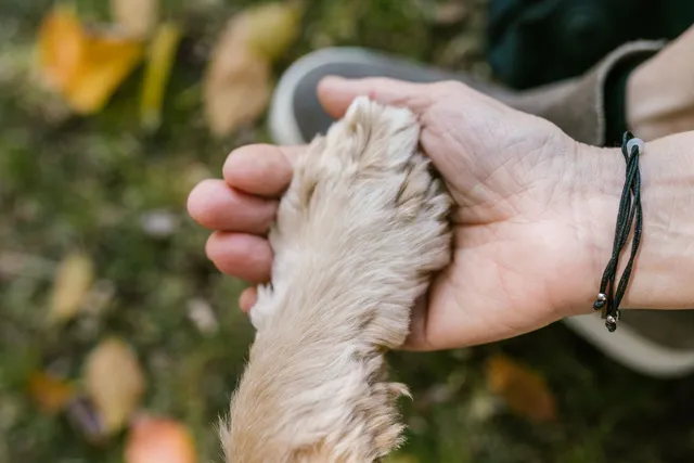 Zbliżenie psiej łapy trzymanej w dłoni człowieka