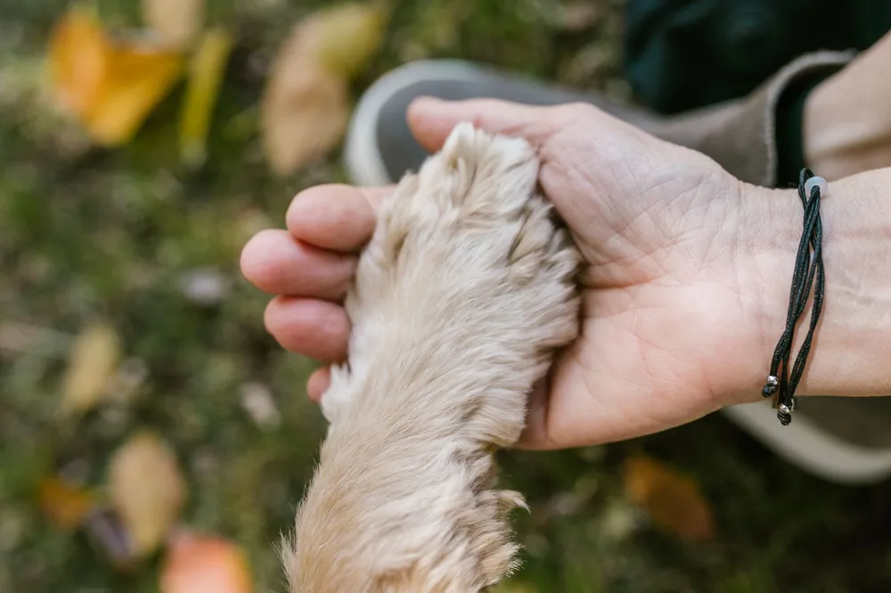 Zbliżenie psiej łapy trzymanej w dłoni człowieka