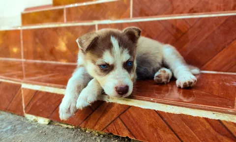 Szczeniak husky syberyjskiego o niebieskich oczach leżący na schodach