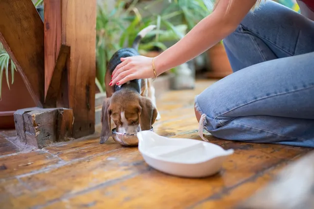 Szczeniak beagle karmiony z ręki na drewnianej podłodze