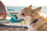Corgi pije wodę z przenośnej miski na plaży w słoneczny dzień