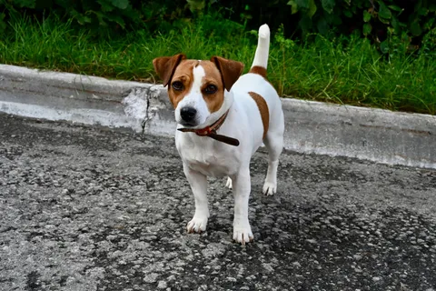 Jack Russell terrier stojący na chodniku i uważnie się rozglądający