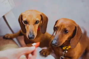 Dwa jamniki w obrożach czekające na przysmak