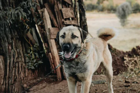 Kangal w kolczastej obroży przy zagrodzie w Anatolii