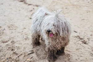 Kudłaty komondor bawiący się na piaszczystej plaży