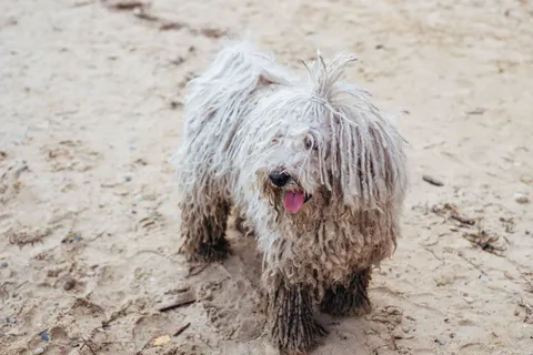 Kudłaty komondor bawiący się na piaszczystej plaży