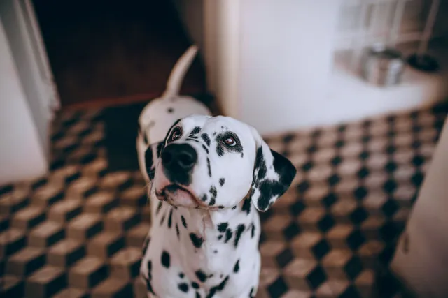 Dalmatyńczyk patrzący w górę w domowym wnętrzu