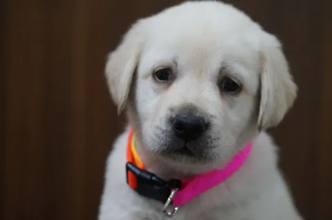 Szczeniak labradora retrievera w kolorowej obroży